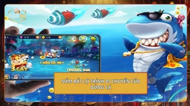 Nắm bắt lộ trình di chuyển của dòng cá